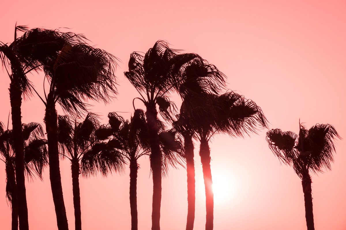 PINK PALMS by Andrew Lever