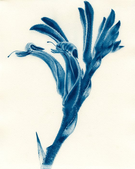 Kangaroo paw - Cyanotype - Western Australian native