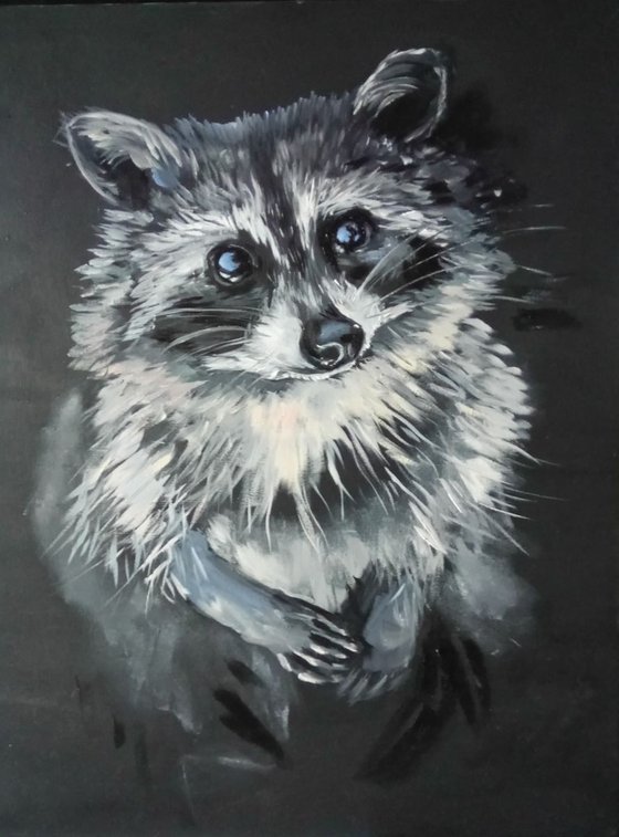 Shy raccoon