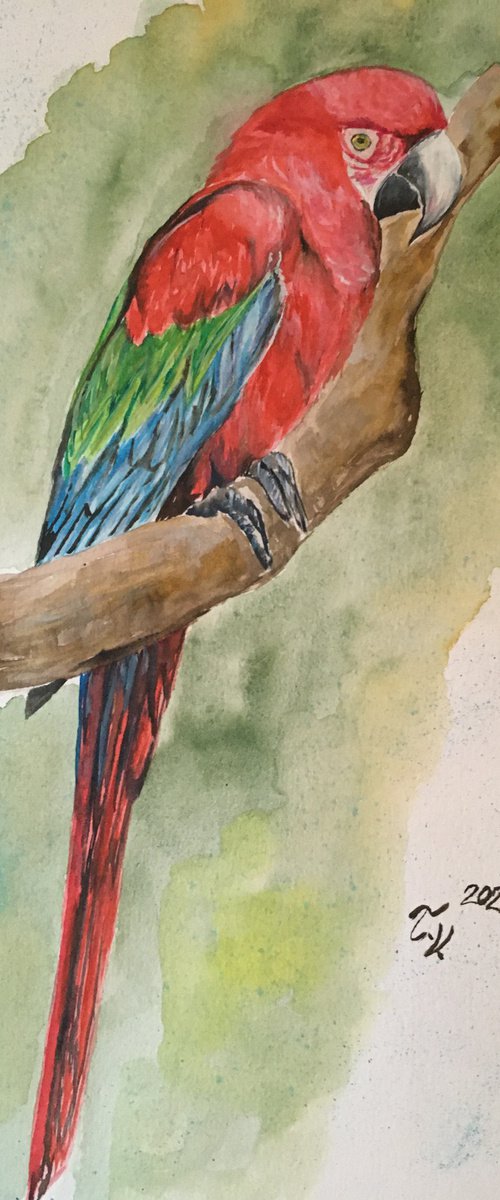 Little Parrot by Timea  Valsami
