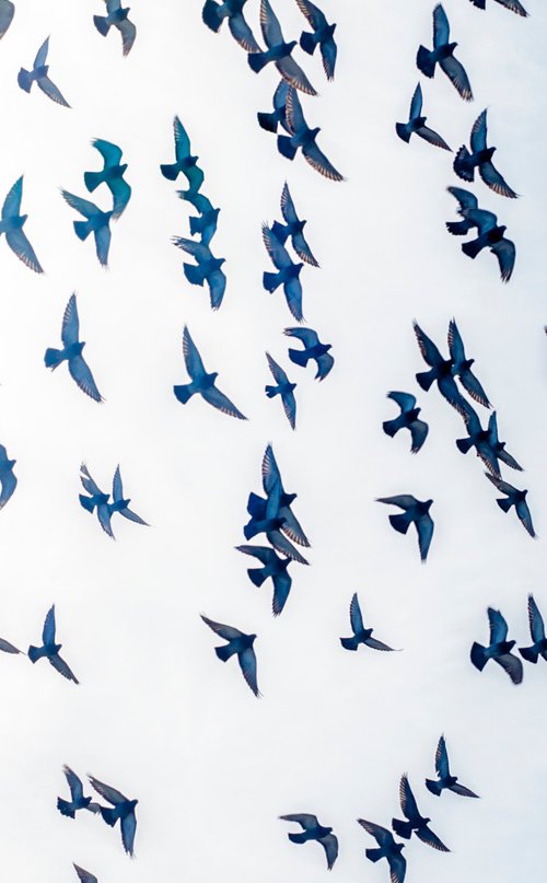 Birds #1 by Gary Moger
