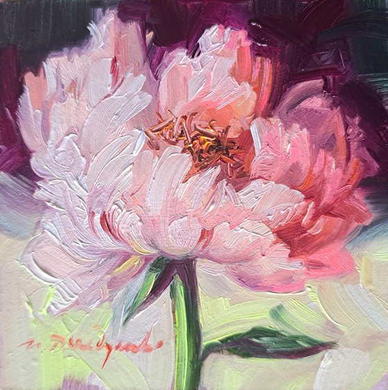 Peony flower