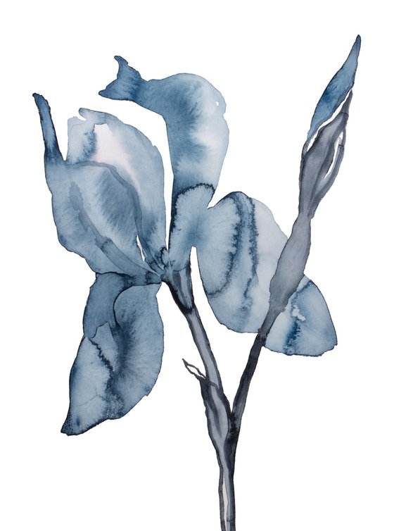 Iris No. 192