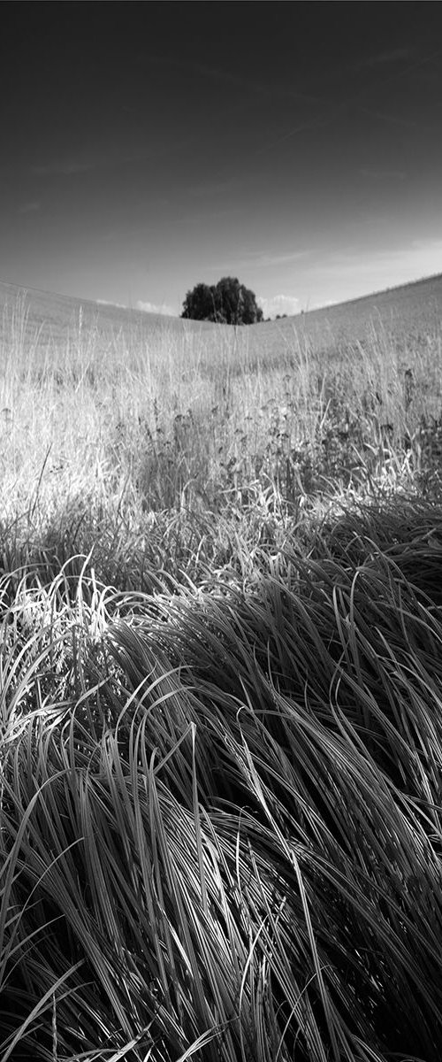 Landscape with grass by Tomasz Grzyb