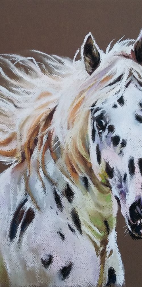 A portrait of Appaloosa horse by Magdalena Palega