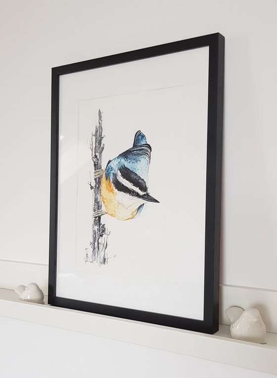 Red-breasted nuthatch,  birds, wildlife watercolours