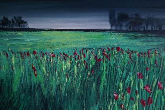 Poppies  - Fields and Colors Series