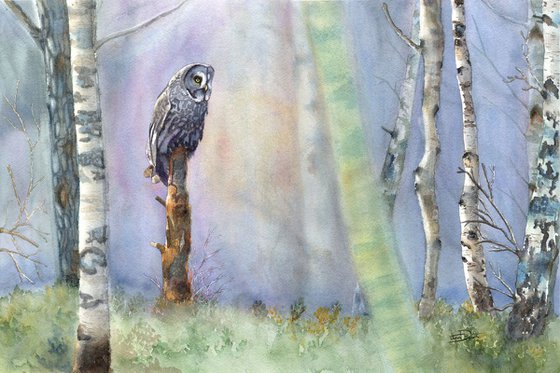 Among The Birch - Great Grey Owl