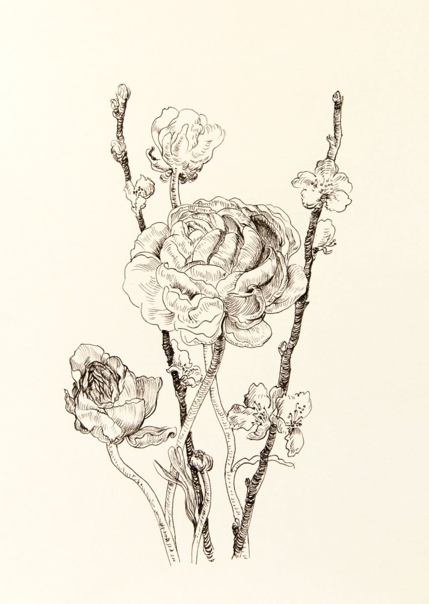 Ranunculus and sakura drawing by Daria Galinski