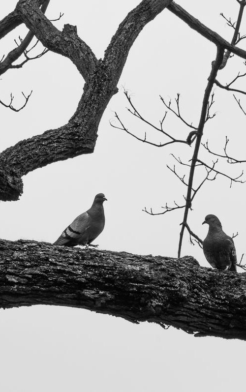 Pals (from the "Birds" set) by Adam Mazek