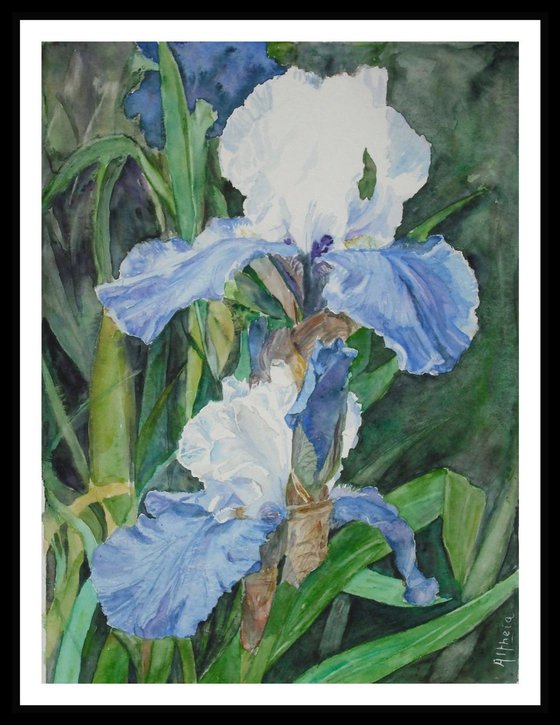 Les iris bleus - Blue irises