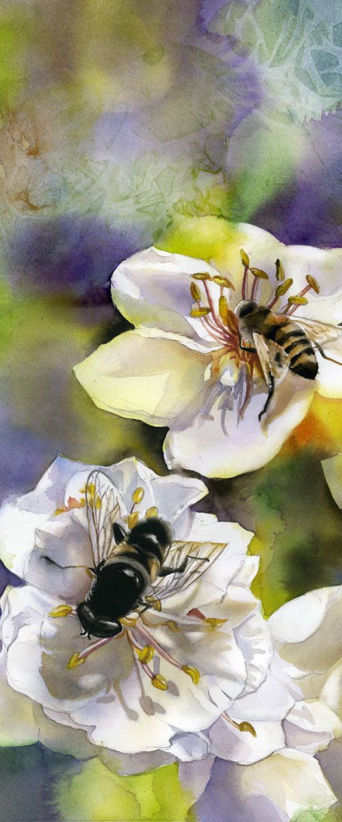 bee with pear blossom by Alfred  Ng