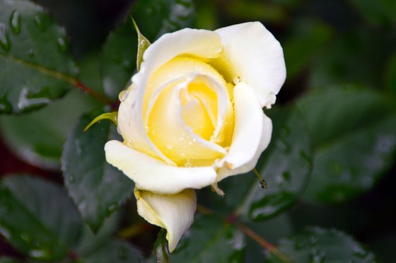 Yellow Rose 1