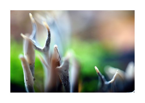 Macro Moss Landscape 01 by Richard Vloemans