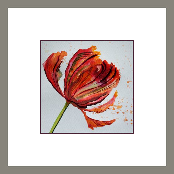 Parrot Tulip
