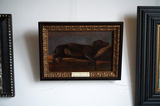 Sleeping dog. Laima