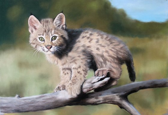 Lynx cub FRAMED