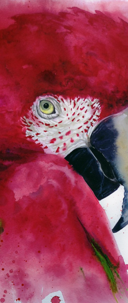 Scarlet macaw head - Ara macao by Olga Beliaeva Watercolour