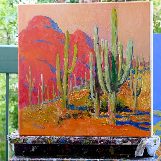 Evening. Saguaro Cactuses