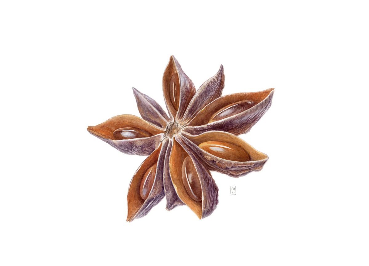 Star Anise by Yuliia Moiseieva