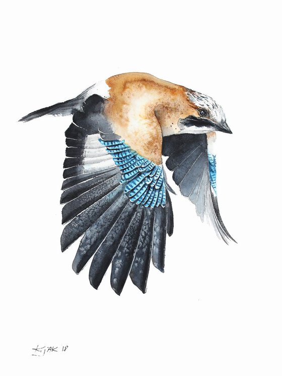 Eurasian Jay II, wildlife, birds and animals
