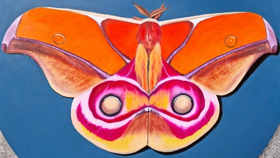 Suraka silk moth