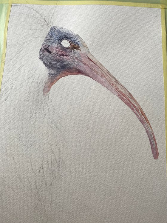 Northern bald Ibis 2