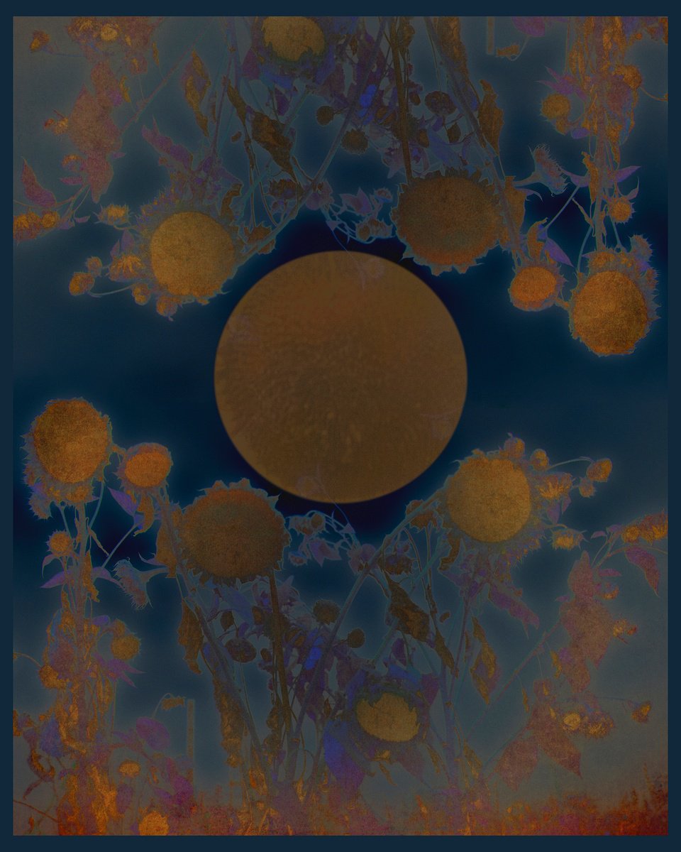 Abstract Botanical Photograph By Louise O