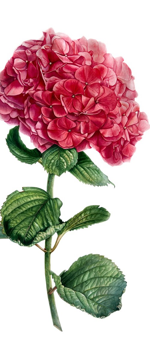 Hydrangea by Nataliia Kupchyk