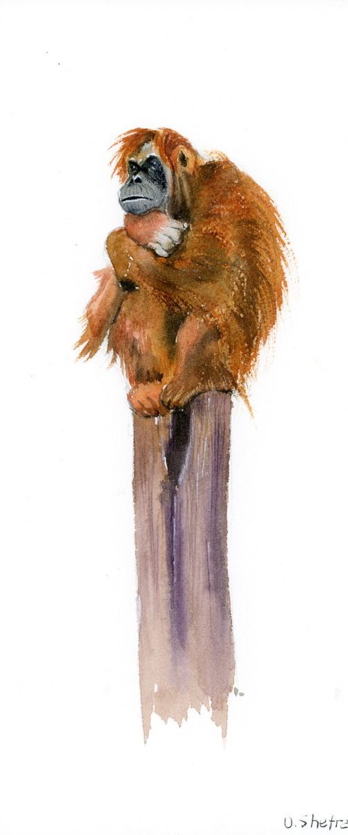 Thinking monkey by Olga Tchefranov (Shefranov)