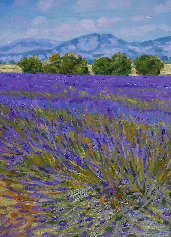 Field of lavande in Provence.