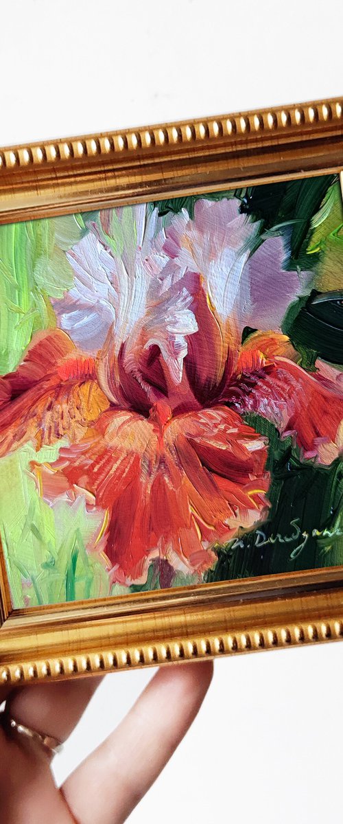 Iris redblooming by Nataly Derevyanko