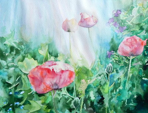 Poppies in the garden watercolour version by Richard Freer