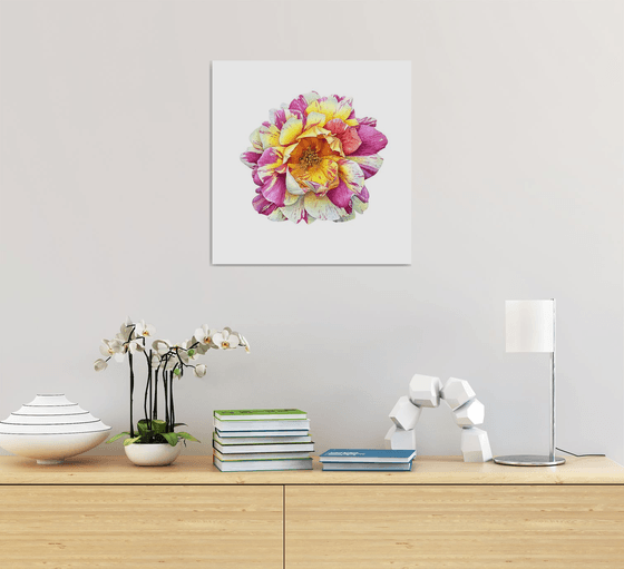 Rose des Cisterciens or a watercolor rose