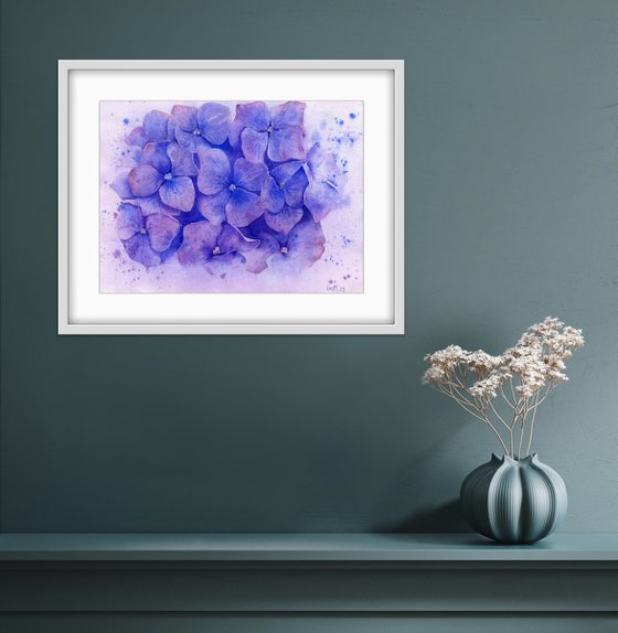 Hydrangea. Botanical watercolor illustration.