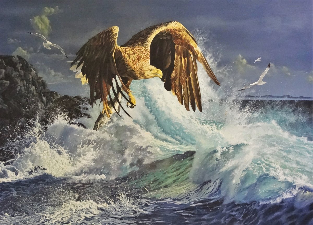 Sea Eagle by Julian Wheat