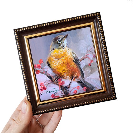 American robin