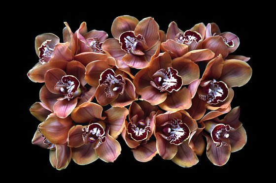 Cymbidium Orchids