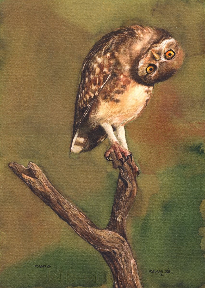 Photorealistic Animal Watercolour By Reme Jr., 10 X 14", Bird Ccvii - Owl, Original Artwork