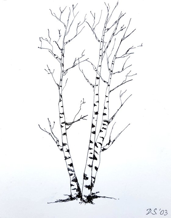 Three Birch Trees