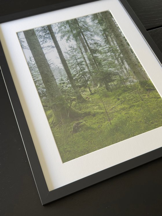 THE FOREST