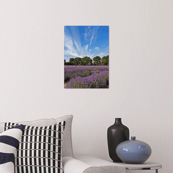 Hampshire Lavender Fields
