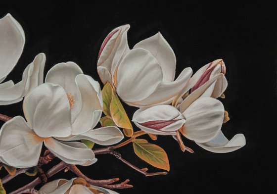 Magnolia Blossoms in Full Bloom