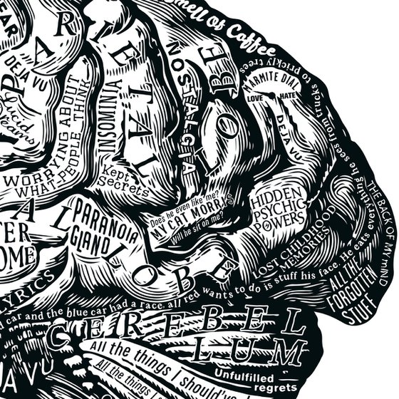Anatomy Of The Brain