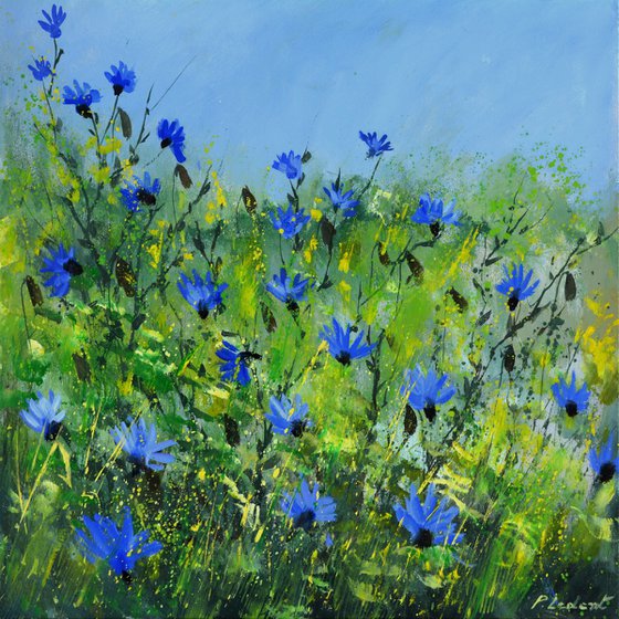 Cornflowers   -  5523