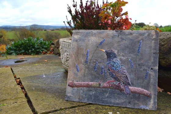Starling in the Lavender - Birds on Slate Series