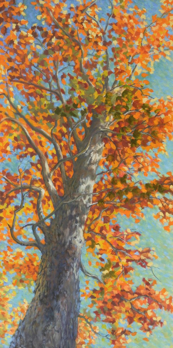 Fall Tree, Looking Upward By John Fleck, 12 X 24, Artwork For Sale On Artfinder