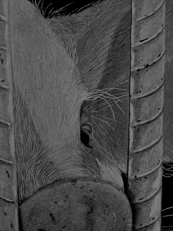 "Nosey"