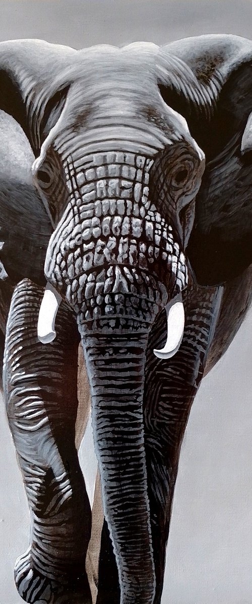 Elephant by Barry Gray