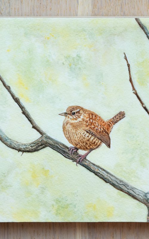 Eurasian Wren Painting by Sofia Deer